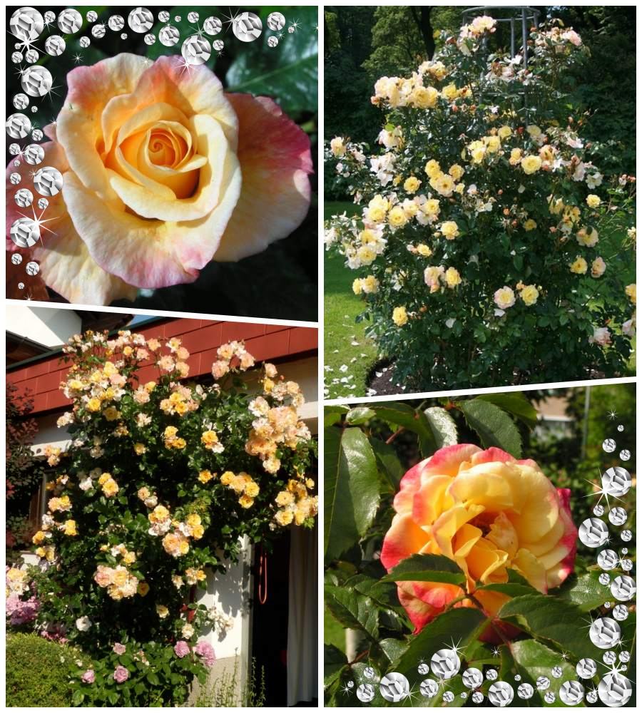 Moonlight róże pnące